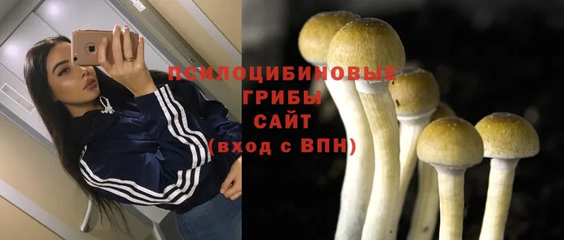 Псилоцибиновые грибы Cubensis Завитинск